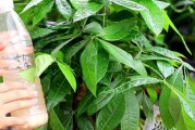 如何让发财树快速发芽（发财树发芽的关键技巧与注意事项）
