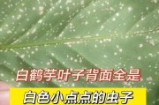 白鹤芋的浇水技巧（合理浇水，让白鹤芋茁壮成长）