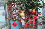 富贵籽的养护技巧（让你的富贵籽茂盛生长）