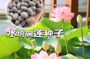 以碗莲的养殖方法（打造优美花海，以碗莲为主）