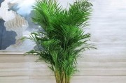 盆栽植物开业送祝福（开业送盆栽，祝生意兴隆）