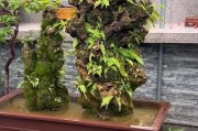 菖蒲的水养技巧（打造茂盛繁花的菖蒲花园）