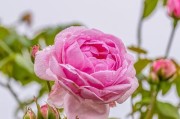 蔷薇，一朵娇艳的花（了解蔷薇的起源、品种与栽培技巧）