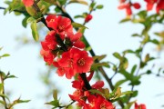 海棠花的剪枝时间和技巧（春季剪枝，让海棠焕发美丽）
