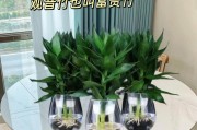 盆栽花长久生存的养护秘籍（打造健康繁盛的盆栽花园，让花儿常青）