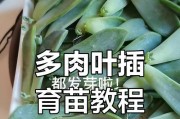 叶插苗的冬季养护技巧（以叶插苗过冬，助您打造绿色家园）