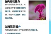 鸡冠花，一种既美丽又可食用的植物（探究鸡冠花的营养价值、食用方法以及食用禁忌）