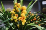 大花蕙兰养殖方法与注意事项（掌握大花蕙兰的养殖技巧，让您的花园美丽绽放）