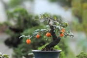 金弹子的土壤选择之道（金弹子种植教程，轻松栽培）