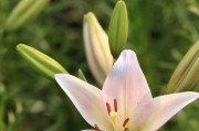 不同颜色百合花语（不同颜色百合传递的情感语言）