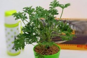 驱蚊草养护指南（养护技巧与注意事项）
