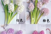 风信子的家庭养护指南（从选购到管理，打造健康美丽的风信子）