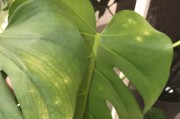 龟背竹底部发黄的原因及处理方法（龟背竹底部为何会发黄？如何解决？）