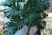 龟背竹种植指南（室内还是室外种植？如何选择最佳种植环境）