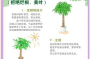 发财树夏季浇水方法（夏天浇水需谨慎，养护发财树妙招大揭秘）