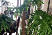如何养殖出龙鳞杆的技巧（以春羽养殖为例，教你实现高产龙鳞杆）