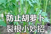 胡萝卜种植方法及步骤（从种子到丰收，一步步教你如何成功种植胡萝卜）