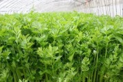 如何快速培育芹菜？（芹菜种子发芽出苗时间表及注意事项）