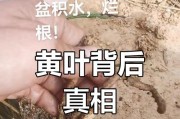 解决兰花黄叶问题的有效方法（保持兰花叶片健康的关键技巧）