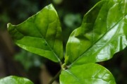 虎头茉莉养植指南（快速掌握虎头茉莉的养殖技巧，打造美丽的花园）