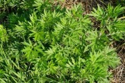 探秘农村艾草的神奇功效（从生长环境到药用价值，一一揭秘）