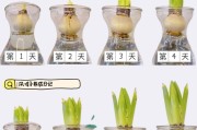 如何在春季种植风信子（春季风信子种植技巧和注意事项）