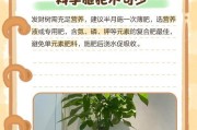 发财树养护之道（掌握关键技巧，让你的发财树繁茂生长，实现财富增长）