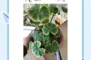 天竺葵花新叶子发黄怎么办？（解决天竺葵新叶发黄问题的有效方法）