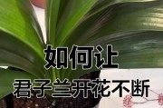 怎样判断君子兰何时浇水？（科学养护君子兰的关键技巧）