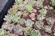 探秘神奇的冰子植物（了解冰子的生长环境、特性及用途）