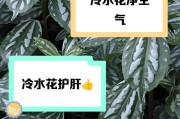 如何科学浇水以皱叶冷水花（掌握浇水的要点，让冷水花茁壮成长）