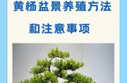 黄杨上盆时间与养护方法（打造盆景新姿-黄杨养护全攻略）