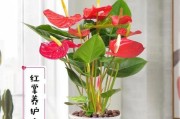 以水培红掌花，让红色绽放如火（水培红掌花的养护技巧与经验分享）
