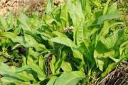 菊苣的生长周期及关键因素（菊苣生长的各个阶段及其要素）