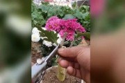 菊花的嫁接技术（掌握嫁接技巧，让菊花变得更加美丽）