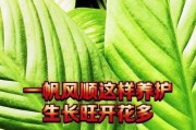 夏季养护指南（以一帆风顺夏季怎么养，全面解读绿植养护技巧）