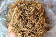 金银花的干晒方法与效果（探索金银花的干晒过程及对药材品质的影响）
