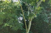 探秘黄花梨（黄花梨的分布、特性和文化价值）