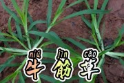 牛筋草：一种常见的观赏植物