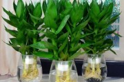 荷花竹的养殖方法和养护要点（打造盆景美化生活，让荷花竹常青常在）