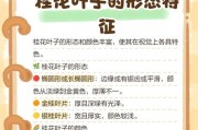 探秘令人陶醉的桂花叶子（形状特点与观赏之美）