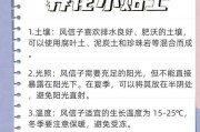 夏天风信子养护指南（让你的风信子在炎热的夏天绽放迷人花香）