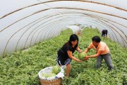 西瓜高产追肥方法（什么时候追肥合适？追肥技巧分享）