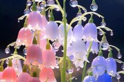 铃兰花——多彩芬芳（探索铃兰花的五种主要颜色）