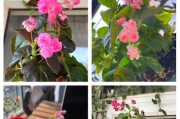 冬季护理四季海棠，让花开如春（冬季养护四季海棠的关键技巧与方法）