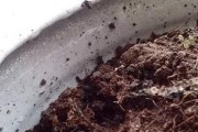 垂盆草长小虫怎么办？（有效防治方法及注意事项）