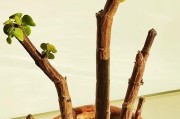 发财树杆腐烂的治疗方法（如何防治发财树杆腐烂，延长植物寿命）