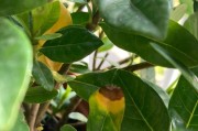 栀子花叶子边缘枯黄的原因及解决办法（探寻栀子花叶子边缘枯黄的病因和科学养护方法）