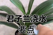 以君子兰怎么浇什么水好白酒行吗？（以君子兰的生长环境和需求来选择浇水方式，白酒是否适用？）