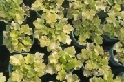 家里养矾根的好处和注意事项（室内种植矾根如何养护，矾根的好处和适合种植的环境）